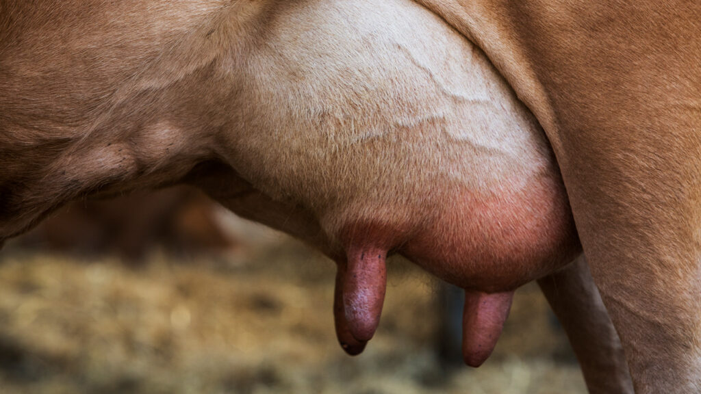 Causas de cetosis en vacas
