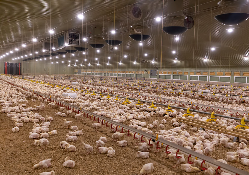 Inhibición de la Hemaglutinación para diagnosticar influenza aviar