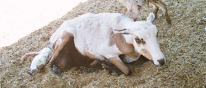 síntomas de leptospira en vacas