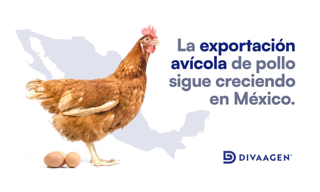 La exportación avícola de pollo sigue creciendo en México